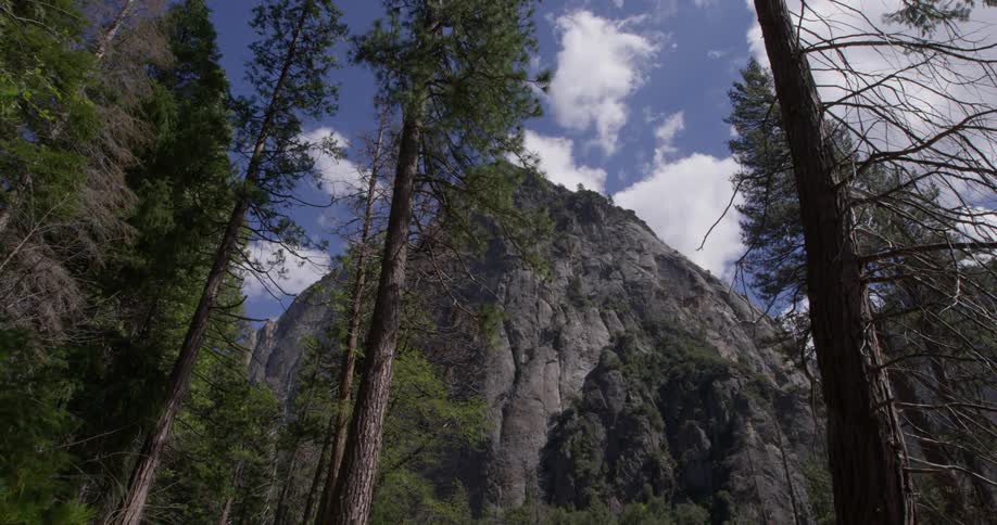 The tall trees lead to the mountain