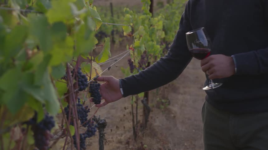 Couple At Vineyard