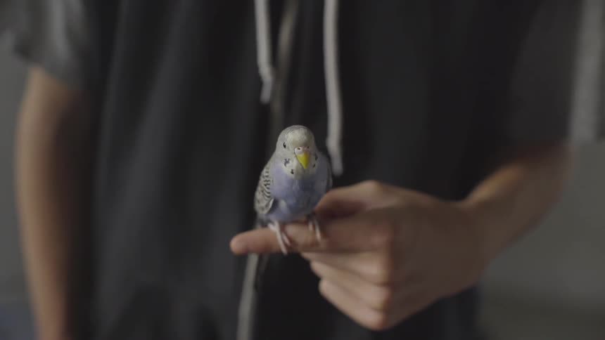 Boy With Pets