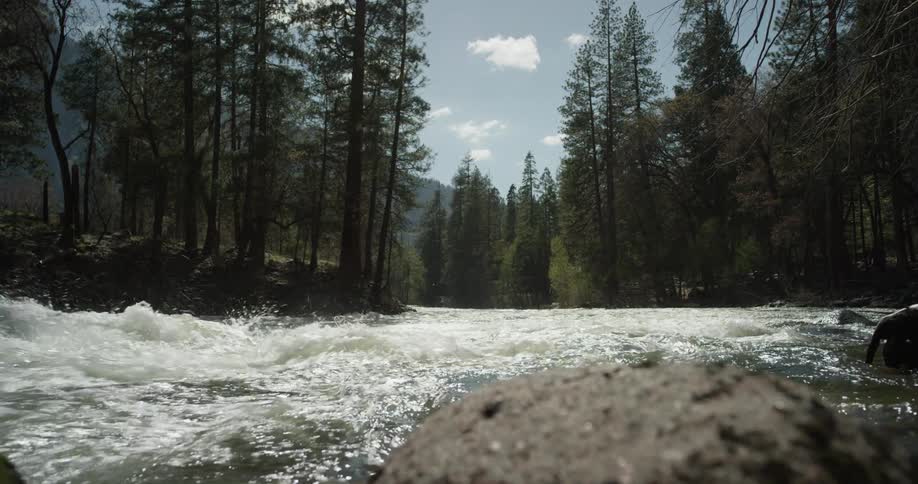 A river flows through a forest