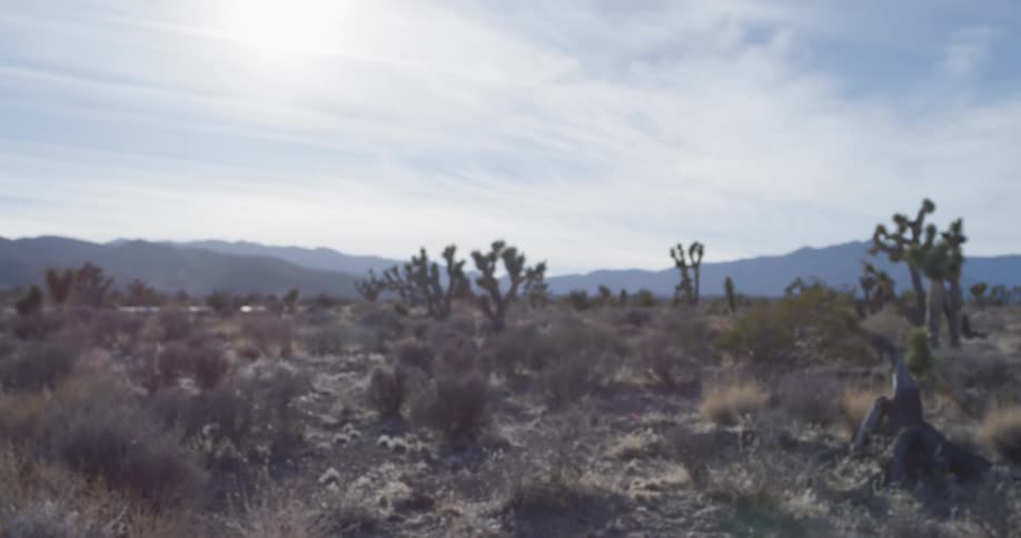Plants grow in a desert
