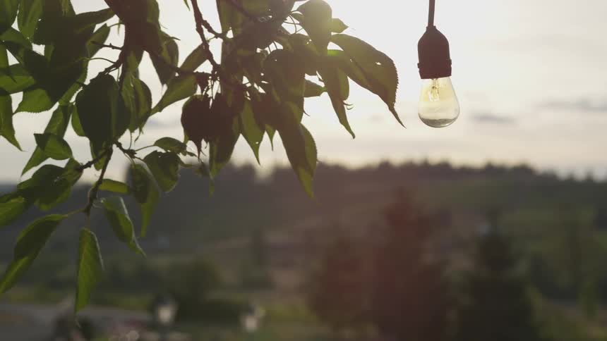 The light bulb is hanging from the tree
