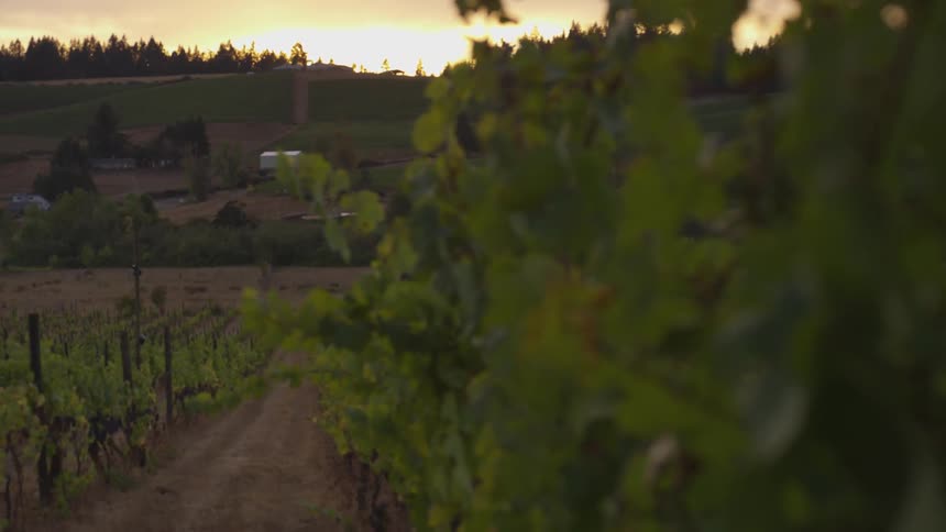 Couple At Vineyard