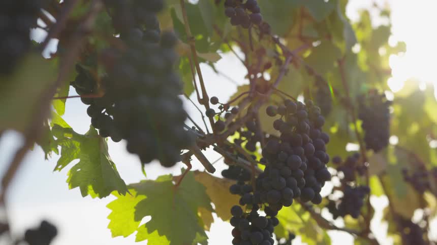 Couple At Vineyard