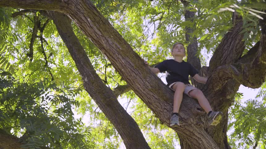 A boy sits on a tree branch