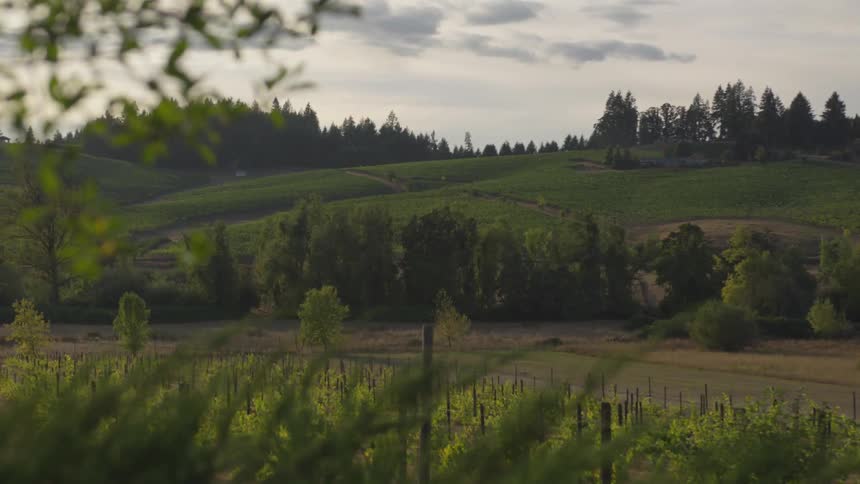 A farm with trees, plants and grass on a cloudy day