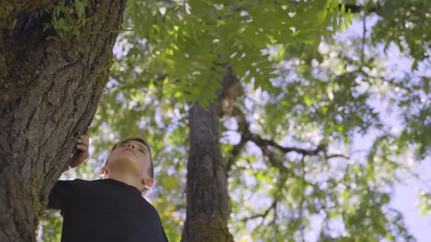 A boy in a tree looks up at the higher branches