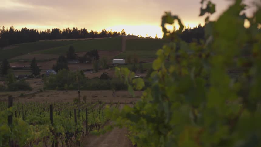 The sun is nearly set on the vineyard