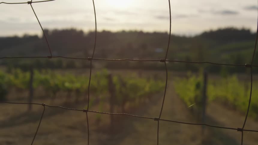 Couple At Vineyard