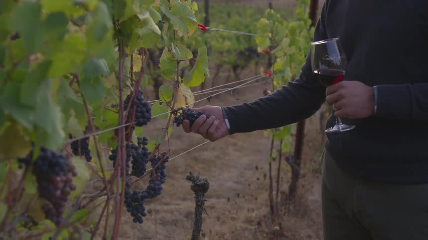 Couple At Vineyard