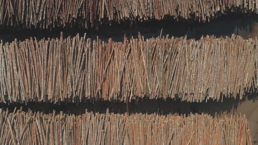 Logs sit piled up in a lumberyard in daylight