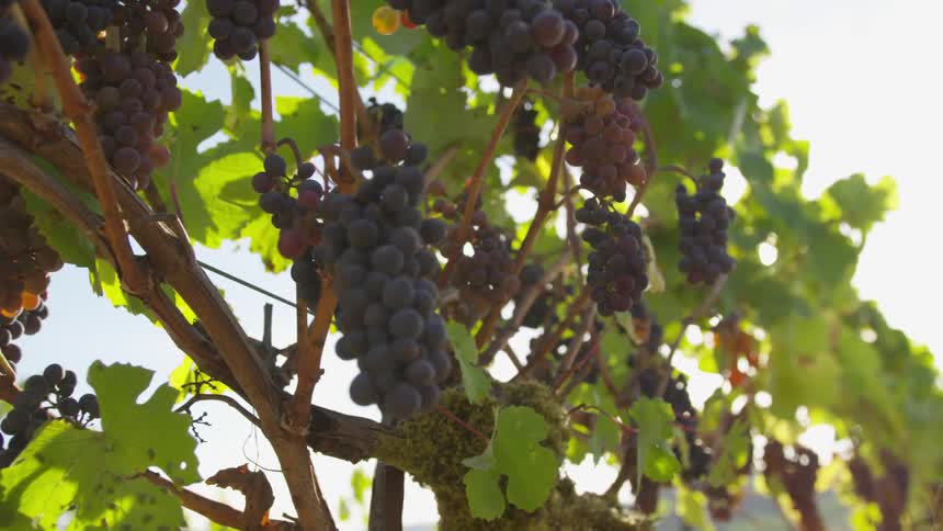 Sun shines through vines of grapes