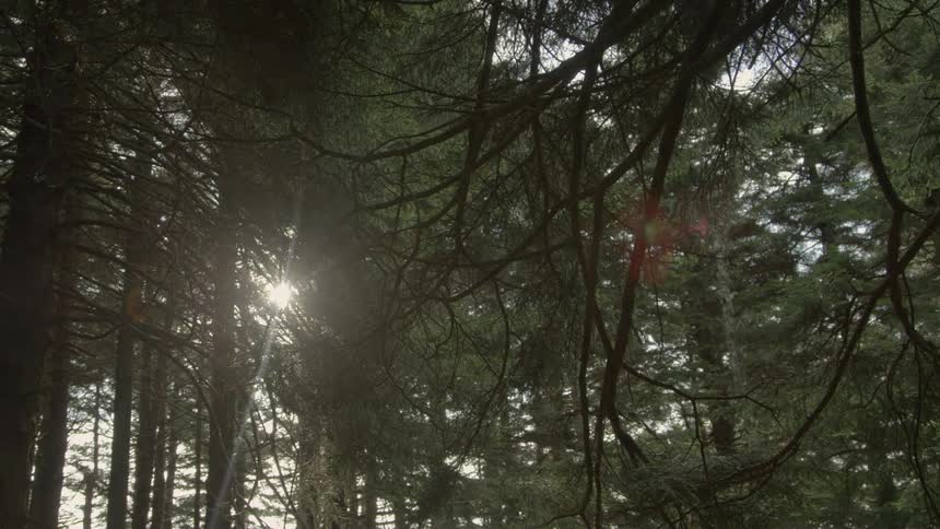 Man Hiking Through Forest At Sunset