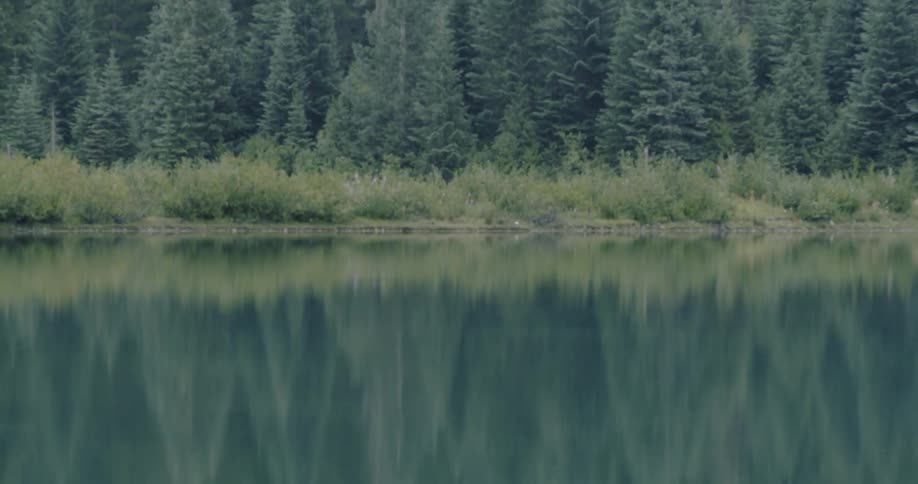 Trees reflected in a lake