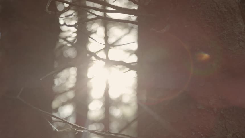 Sun shines through the trees