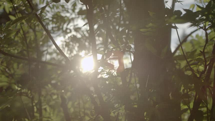 Sun shines through the trees
