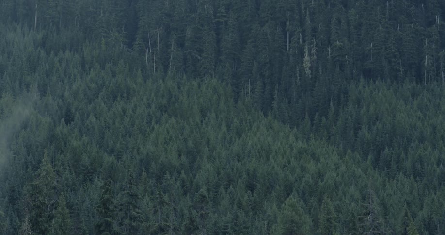 Fog hangs over forest trees