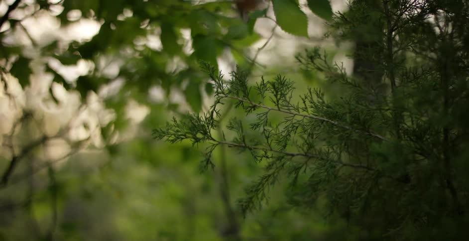 Leaves blow in the wind