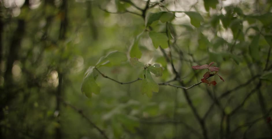 View of some trees and leaves blowing in the wind