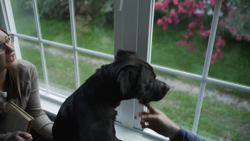 Dog Looks Out Window and Sniffs at Window Blind Rod
