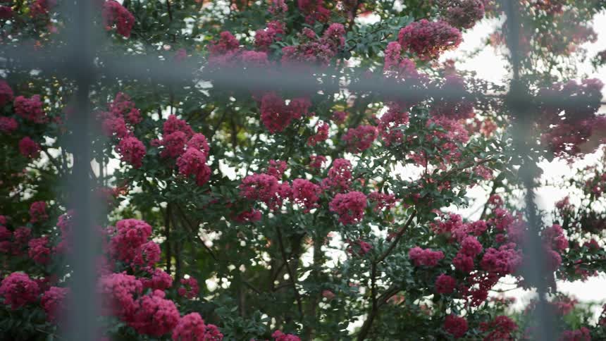 Bush of red flowers waves in the wind