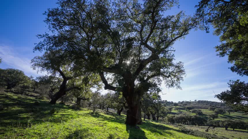 Sun shines through a large tree on a hillside