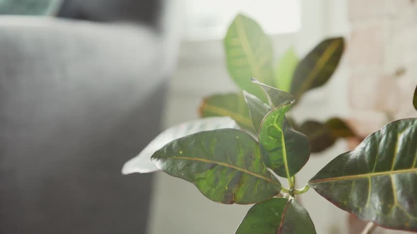 The plant is near the couch with plenty of sun