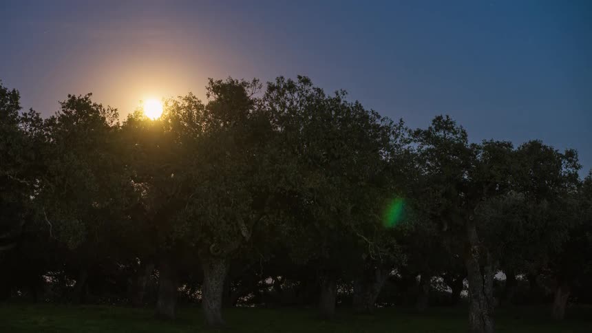 The sun rises slowly behind the dense trees