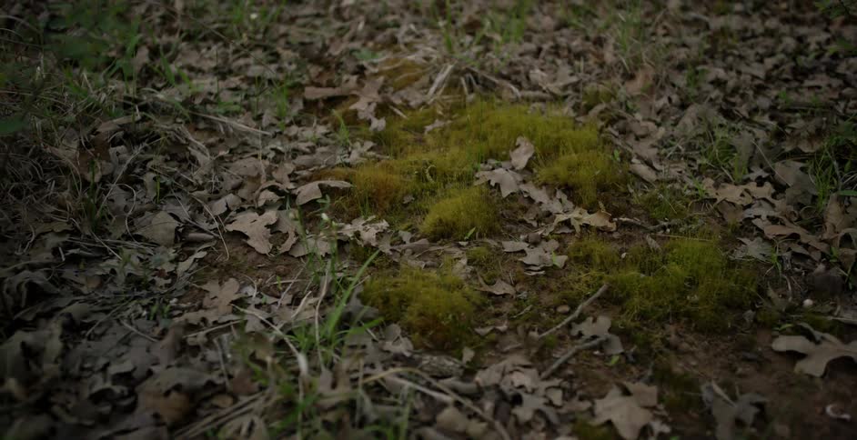 The ground is full of fallen leaves