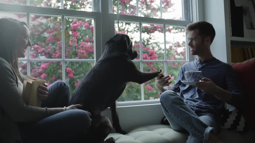 Dog Paws at Man for Attention