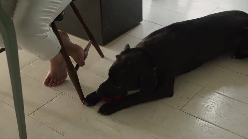 A dog sits on the floor chewing on a toy by a person sitting on a chair a table