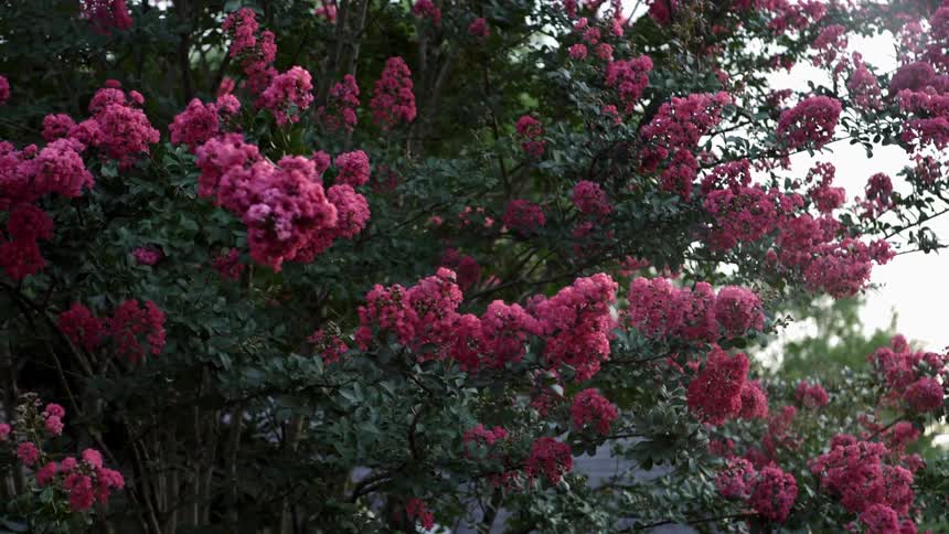 Flowering branches blow in the wind