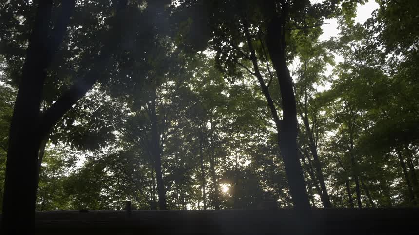 Sun light filters through tall trees