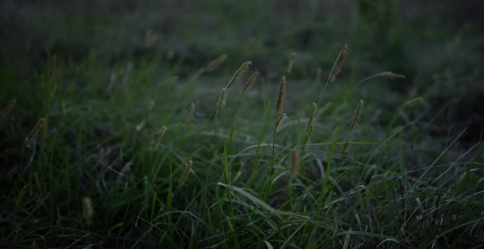Grass sways in a breeze