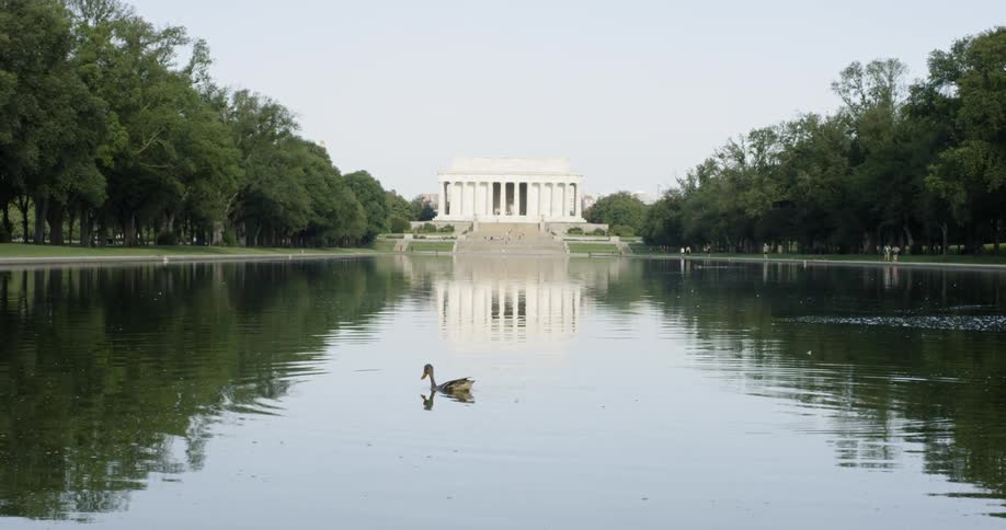 A duck in the national reflecting pool with Lincoln Memorial