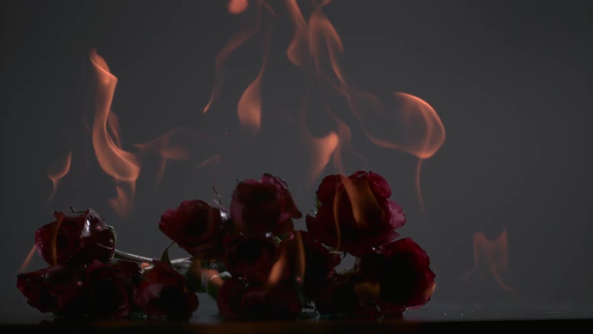 Roses are in flames and burning