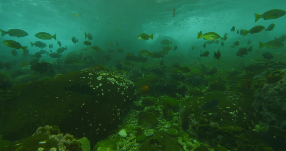 Fish swim near the ocean floor