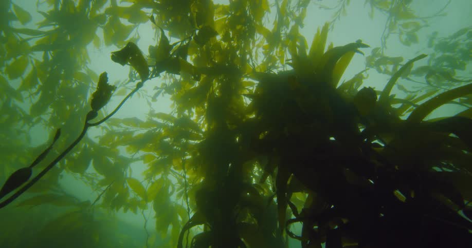 Underwater is full of seaweed on a sunny day