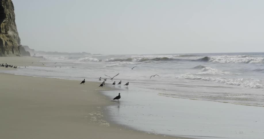 Birds are gathered on a sandy beach