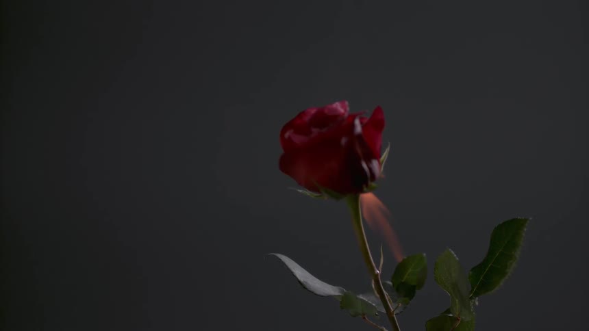 The rose is beginning to burn
