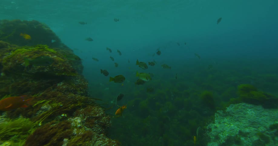 Underwater is full of schools of fish