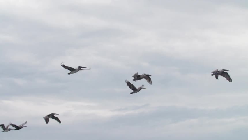 A flock of seagulls flying