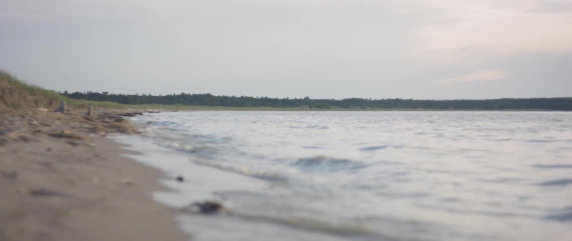 The crab walks on the shore