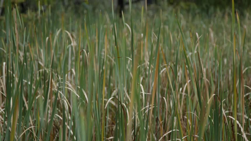Tall grass sits still in a field