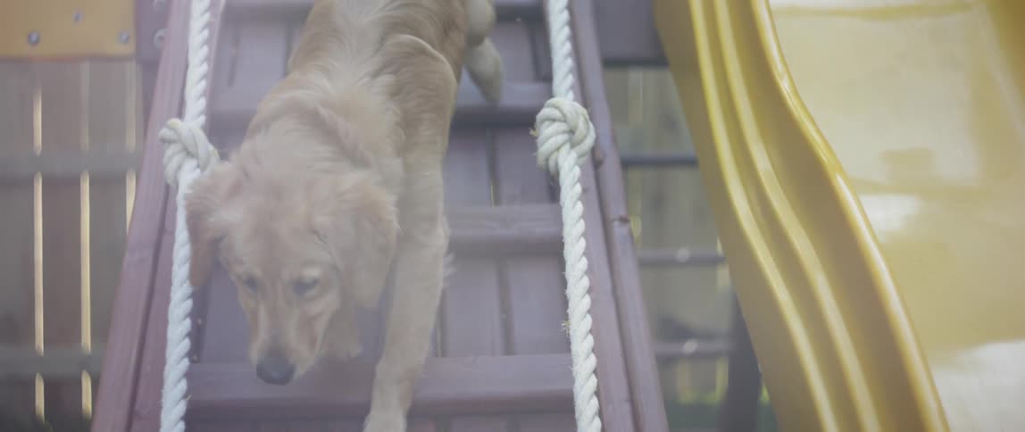 A dog goes down a playground set