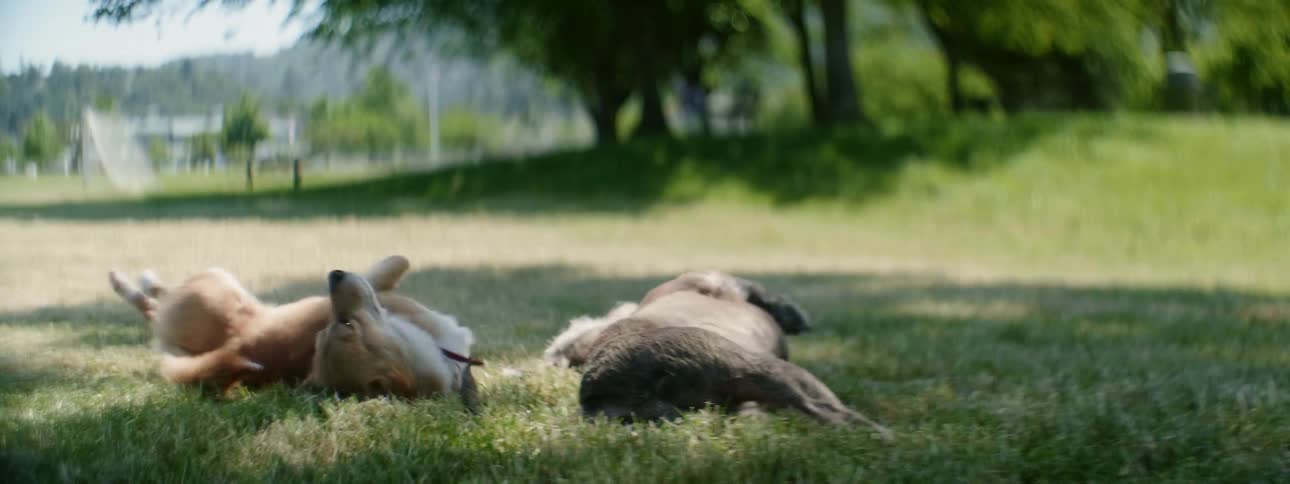 Dogs Rolling On Grass