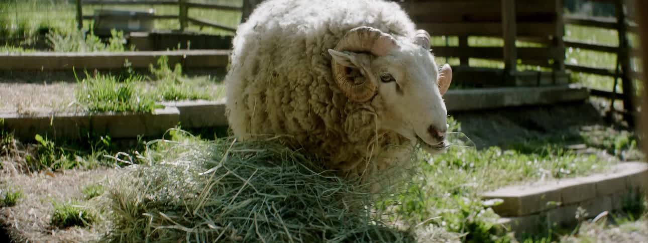 A sheep eats hay on a farm