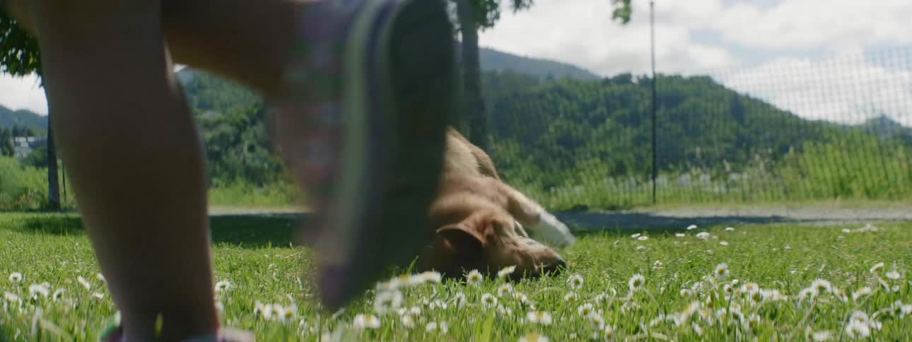 A dog rolls around in the grass