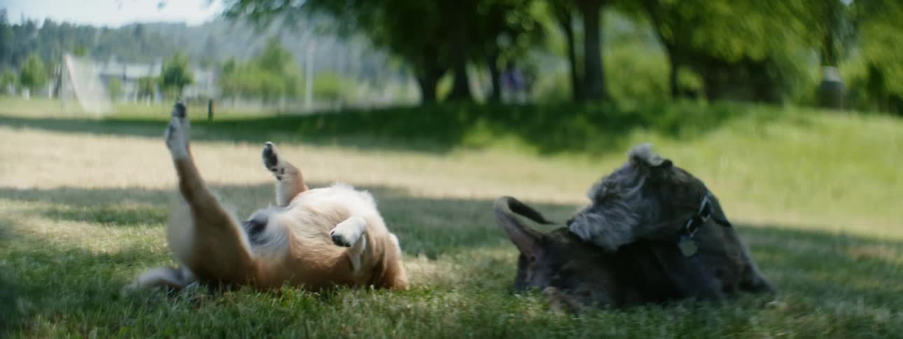Dogs Rolling On Grass
