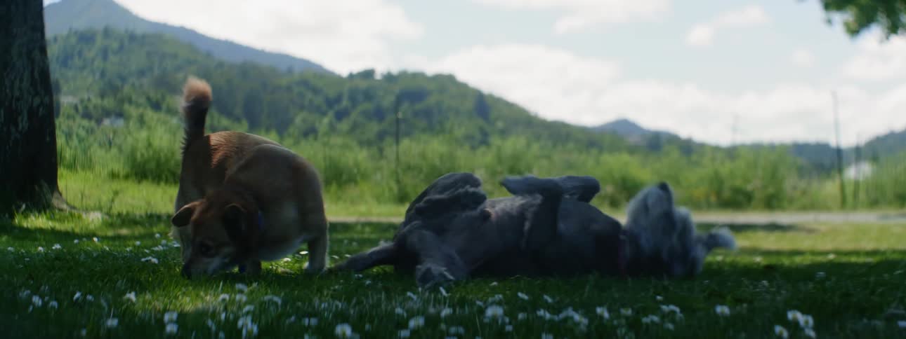 Two dogs sniff and roll on a grassy lawn